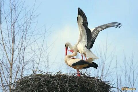 Любимое лакомство аистов