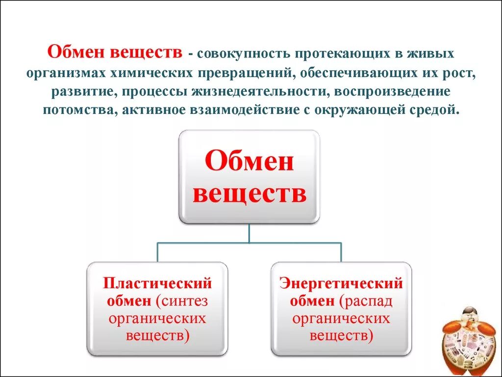 Дать определение живой организм. Обмен веществ это процесс кратко. Из каких процессов состоит обмен веществ в организме человека кратко. Обмен веществ в организме кратко. Обмен веществ краткое определение.