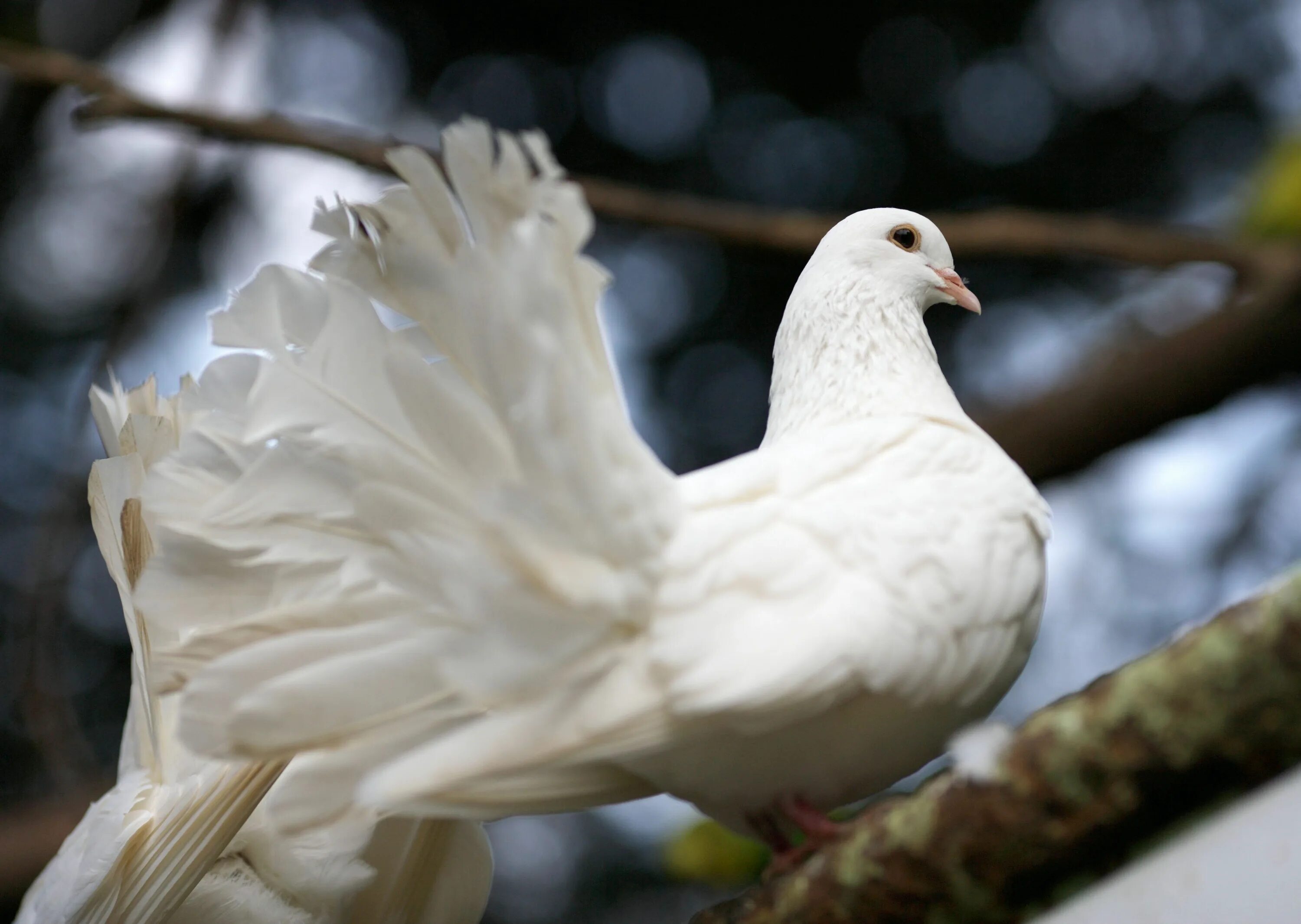 Окрас голубей фото. Голуби Горлица белая. Голубь белый Сербский. Красивые белые птицы. Белая птица.