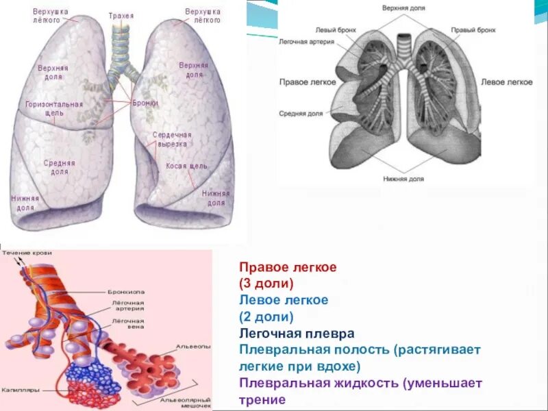 Правое лёгкое 3 доли. Строение лёгких человека. Различия правого и левого легкого. Доли правого легкого. Левое легкое имеет