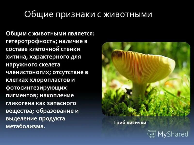 Для грибной клетки характерна оболочка из хитина. Хитиновая оболочка у грибов. фотосинтезирующие грибы. стенка из хитина у грибов. грибы состоят из хитина.