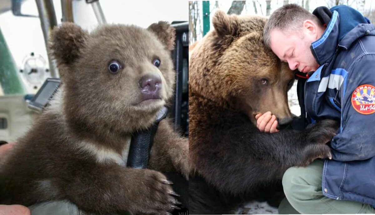 Лучший медведь года. Лучший медведь года