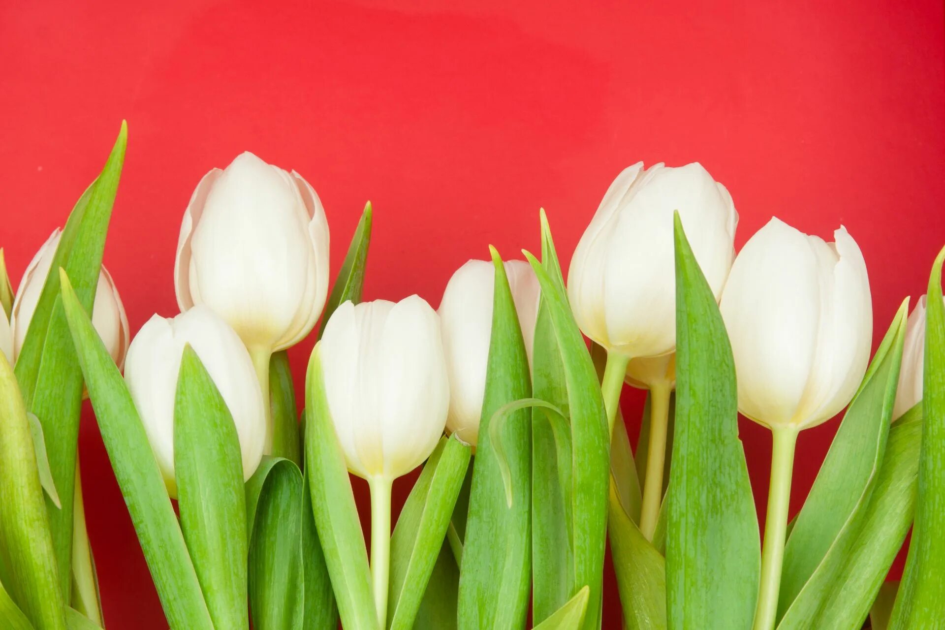 White tulip