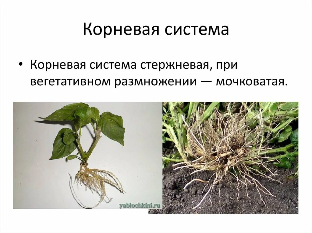 У каких растений есть корень. Строение корневой системы у пасленовых. Корень пасленовых. Пасленовые корневая. Семейство Пасленовые корневая система.