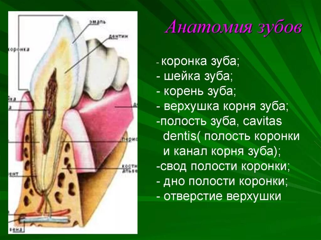 Какую функцию выполняет коронка зуба. Анатомия зубов коронка шейка корень. Коронка зуба шейка зуба корень зуба. Анатомия зуба коронка шейка корень.