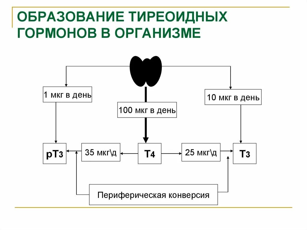 Механизм образования тиреоидных гормонов. Схема образования тиреоидных гормонов. Периферическая конверсия тиреоидных гормонов. Образование тиреоидных гормонов физиология.