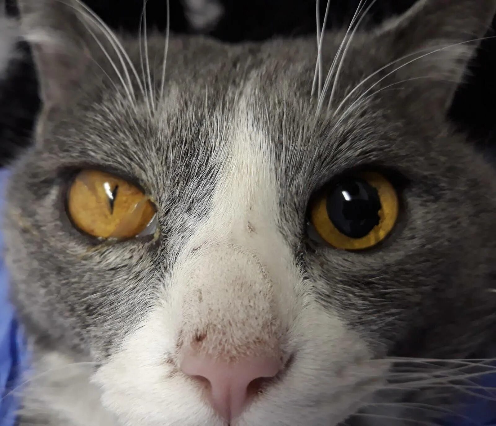 Анизокория у кошек. Анизокория кошек анизокория у кошек. Анизокория , миоз у кошки. Зрачок кошки.