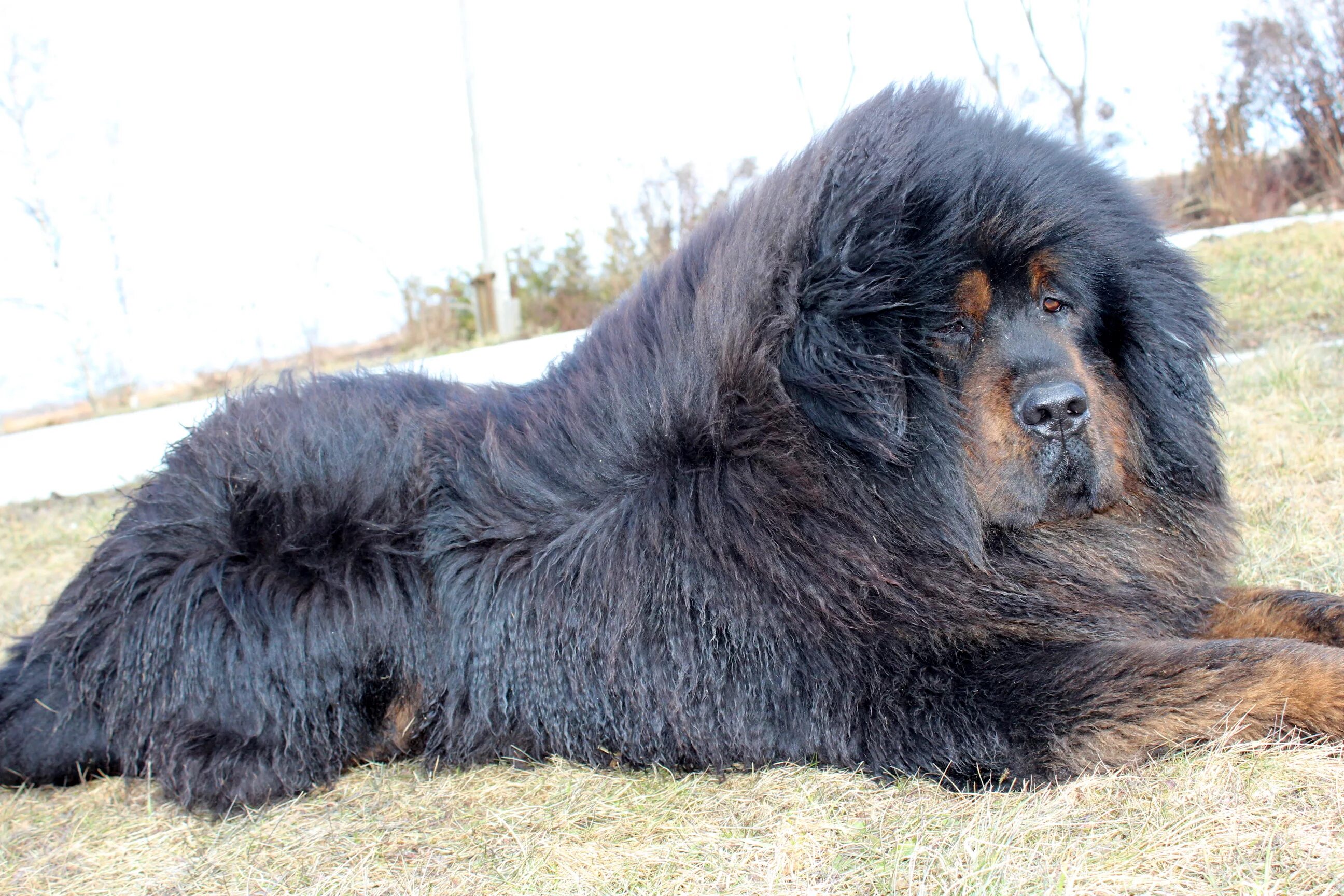 Нужны большие собаки. Тибетский мастиф Хонг Донг. Тибетский мастиф великан. Тибетский мастиф и волкодав. Тибетский мастиф Европейский.