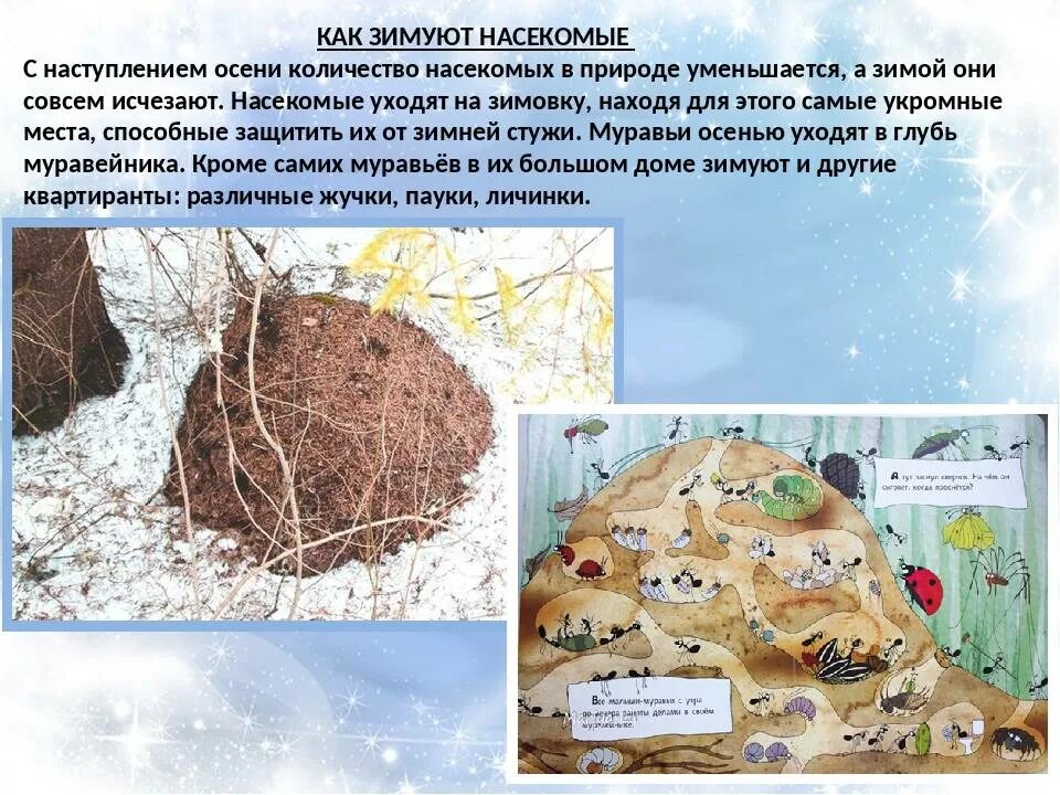 Зимовка муравья