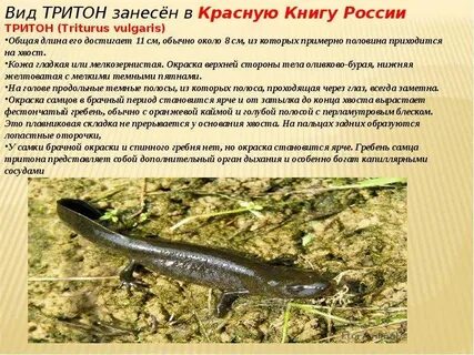 Характеристики тритона