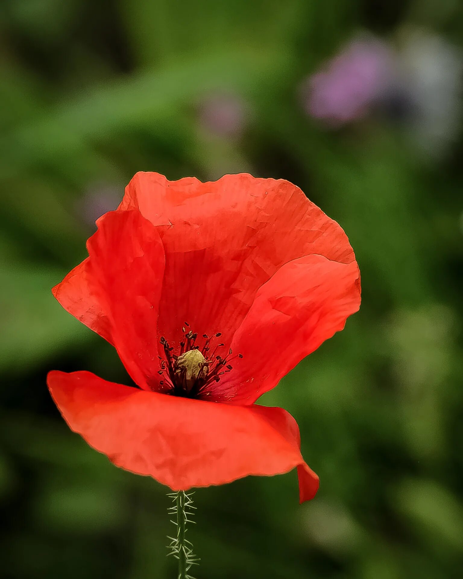 Про цветок мак. Цветы крупным планом. Мак papaver. Мак поппи. Мак дикий полевой.