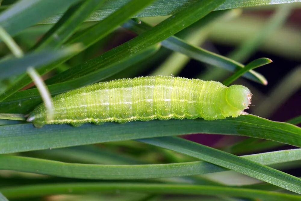крестоцветные капустные плод. листья крестоцветных и розоцветных. листья крестоцветных и розоцветных. капуста семейство крестоцветные соцветие. схема цветка семейства зонтичные.