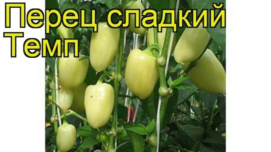 Темп сорт. Перец темп f1. перец темп семко. перец сладкий баргузин. перец темп партнер.