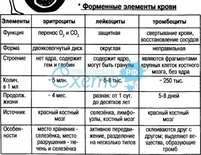 Помогите заполнить таблицу! строение клетки 1) органоид! 2) строение 3) выполняе