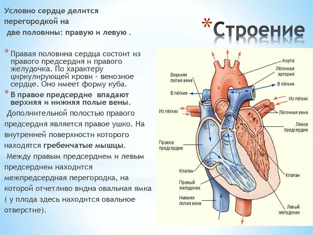 Сердечный центр где находится. Сердечный центр где находится