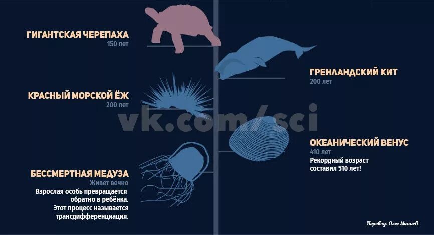 Продолжительность жизни животных. Продолжительность жизни зверей и животных. Продолжительность жизни животных долгожителей таблица. Продолжительность жизни морских животных.