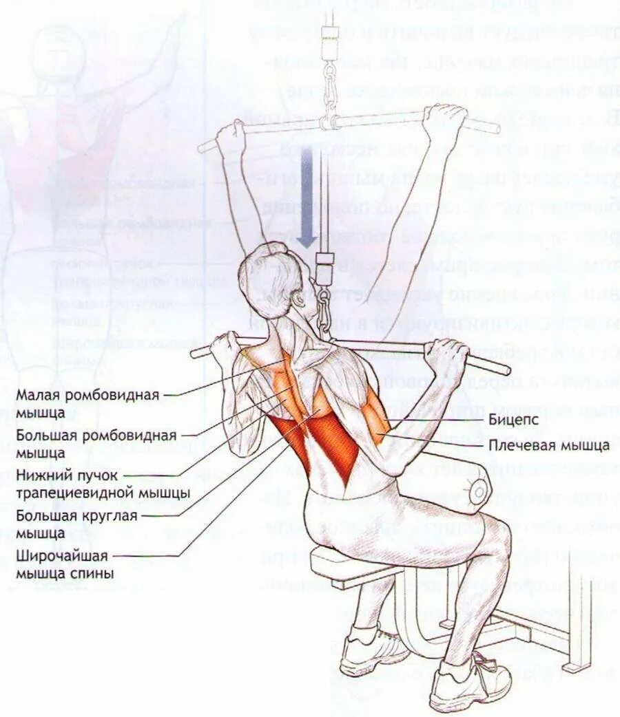 Вертикальная тяга на спину. Вертикальная тяга верхнего блока широким хватом. Тяга вертикального блока на грудные мышцы. Тяга верхнего блока широким хватом блока. Тяга верхнего блока мышцы антагонисты.