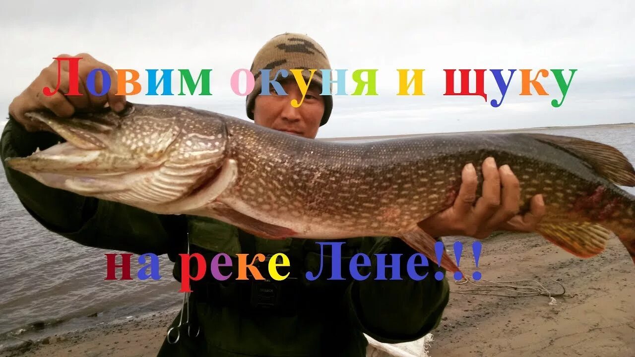 Какая рыба в лене реке. Щука в якутии. якутская щука фото. река лена щука фото. клёвая рыбалка в якутии.