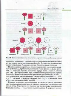 При скрещивании растений ночной красавицы