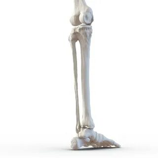 Human leg