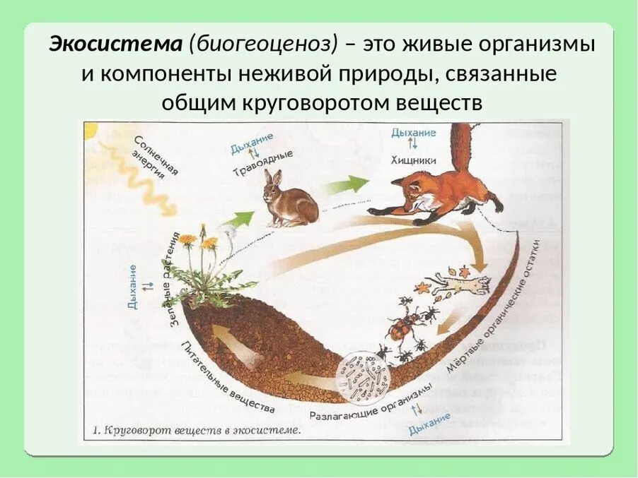 Создал искусственную систему живой природы