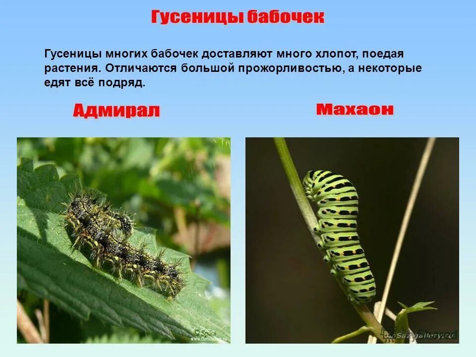 гусеница описание. гусеница описание для детей. гусеница рассказать детям. доклад про гусеницу. табачный бражник гусеница.