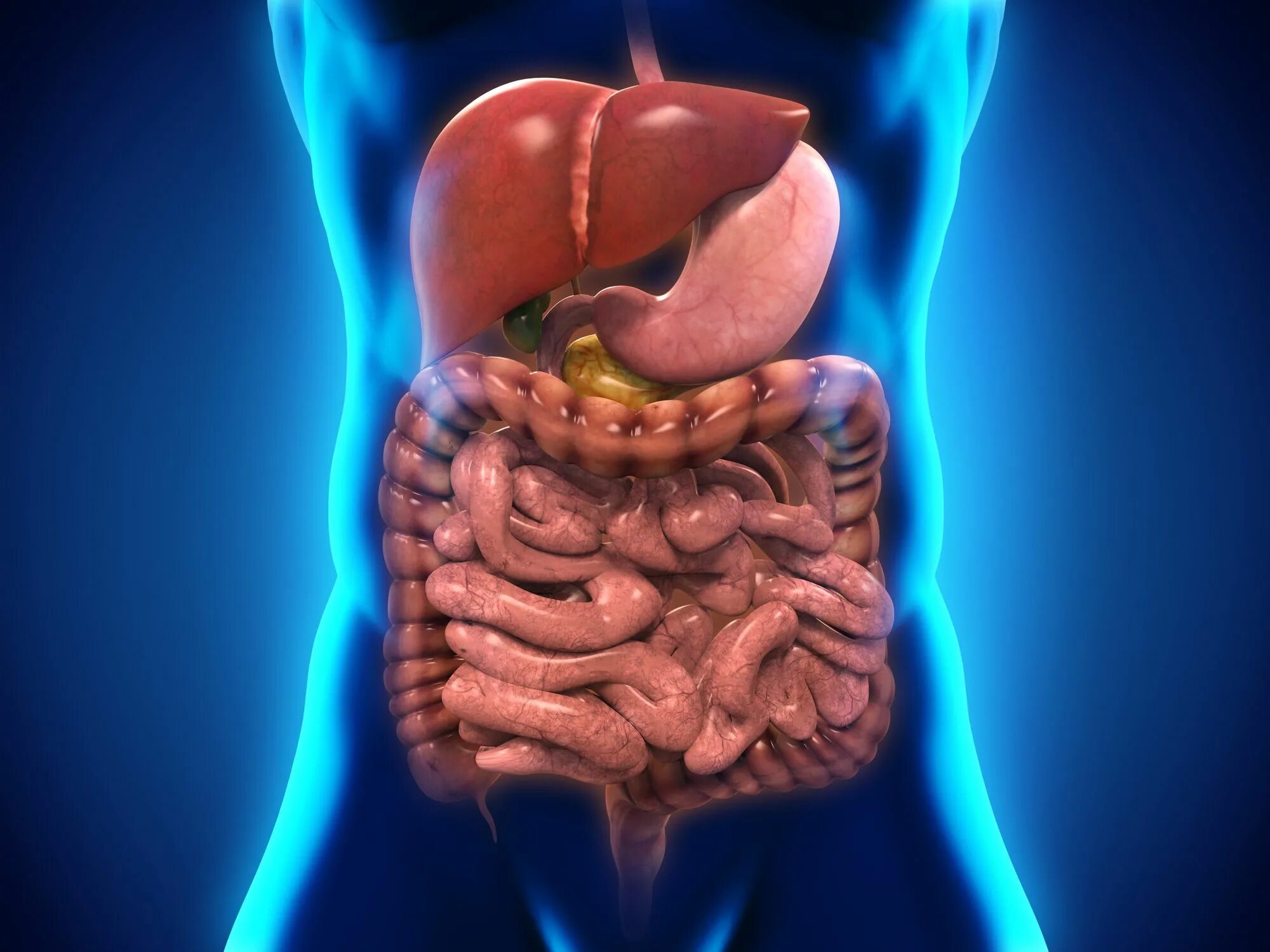 Здоровые органы человека. Пищеварительная система ЖКТ человека. Желудочно-кишечный тракт человека анатомия. Пищеварительный тракт человека. ЖКТ системы пищеварения органы.