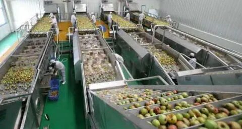 Основные этапы обработки яблок на производстве