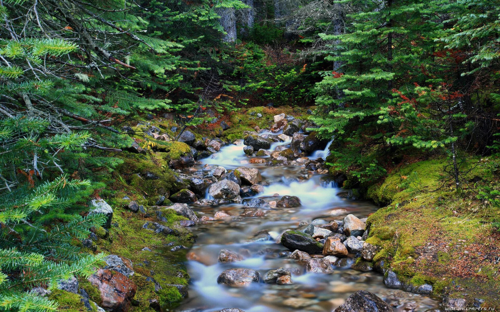 Ручей аксень. Ручеек и река. Ручей джалон. Нац парк килларни. Сказка шорцев два ручья.