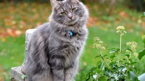 Серенькая кошечка