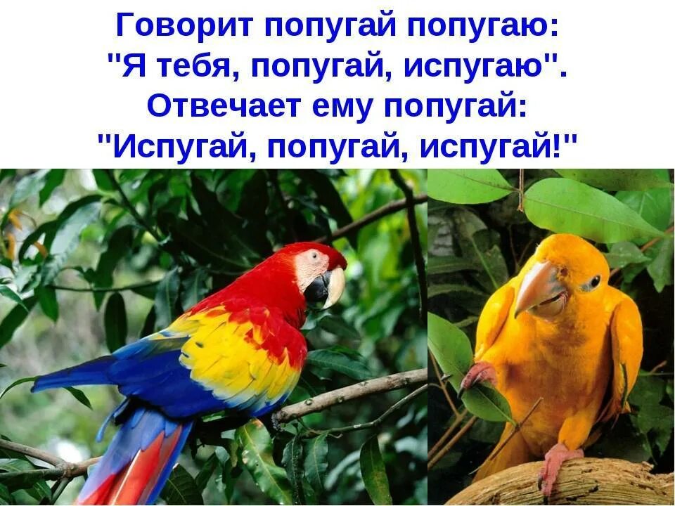 Какие слова говорят попугаи. Загадка про попугая. Стих про попугая. Говорит попугай попугаю. Загадка про попугая для детей.