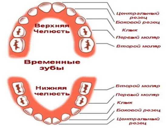 Моляры зубы у детей. Зубы моляры у детей фото схемы. детские временные зубы.