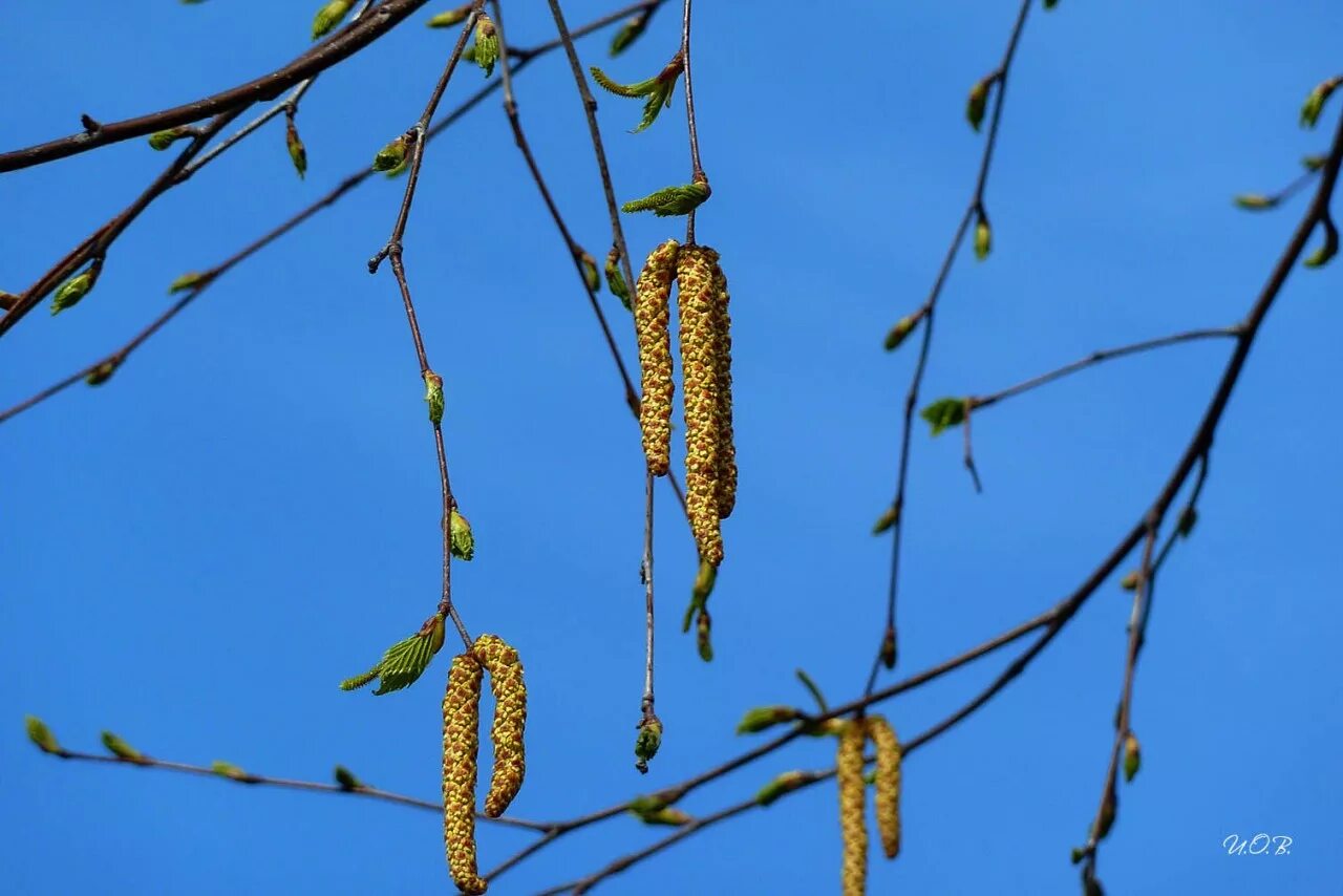 Почки на березе весной. Береза Даурская (Betula dahurica). Береза повислая почки сырье. Ольховые бруньки. Нераспустившиеся почки березы.