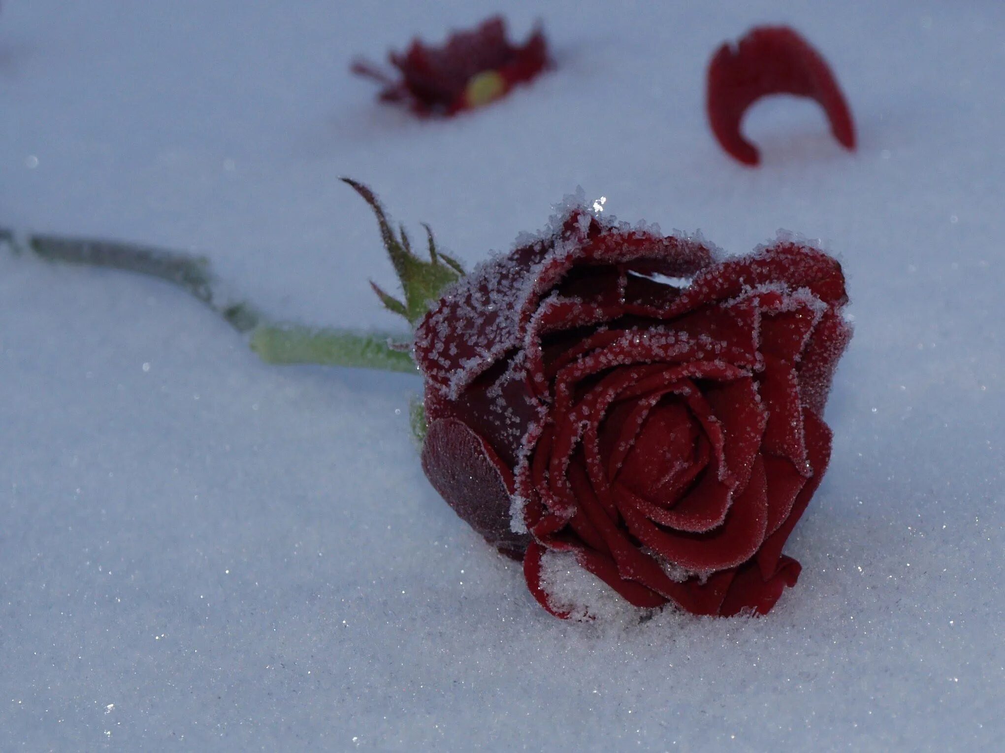 Красные цветы зимние розы. Роза на снегу арт. Цветы в снегу арт. Замороженная красная роза. Зимние розы обложка.