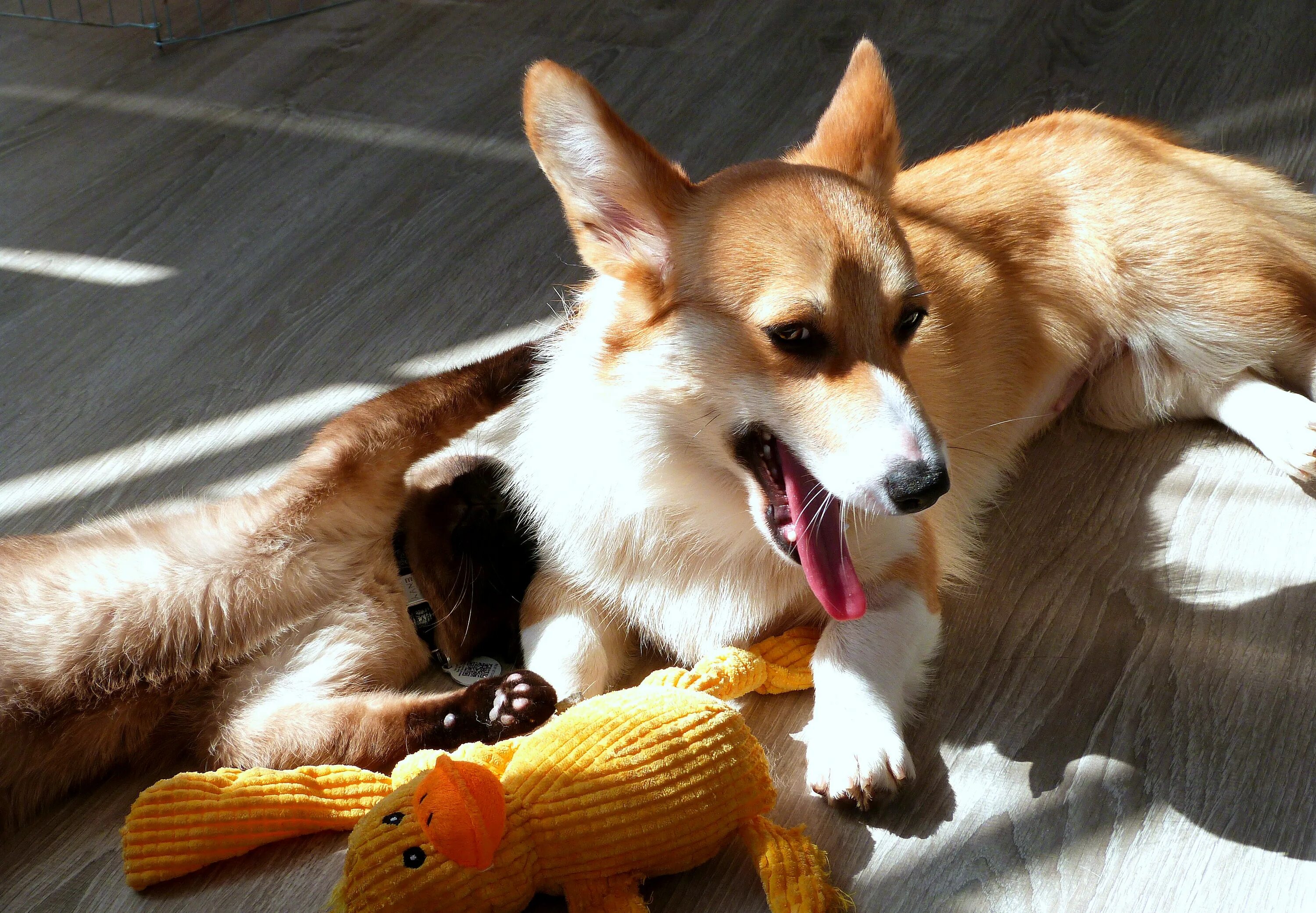 Прикольные вельш корги пемброк. Корги коржик блоггер. Корги в восторге. Корги коржик. Корги горная река.