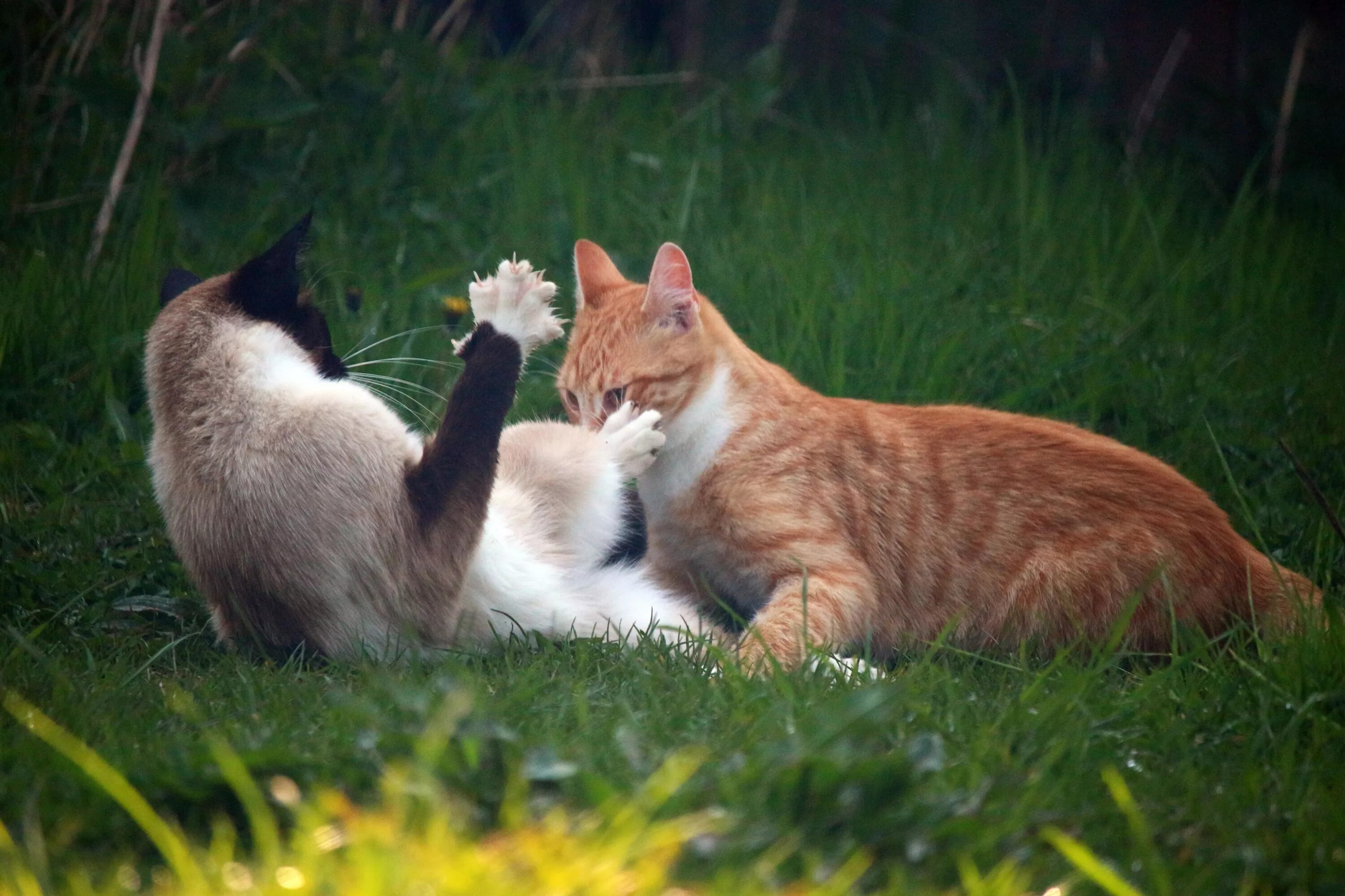 Игра с друзьями коты. Кошки любовь. Котики обнимаются. Два кота. Влюбленные коты.
