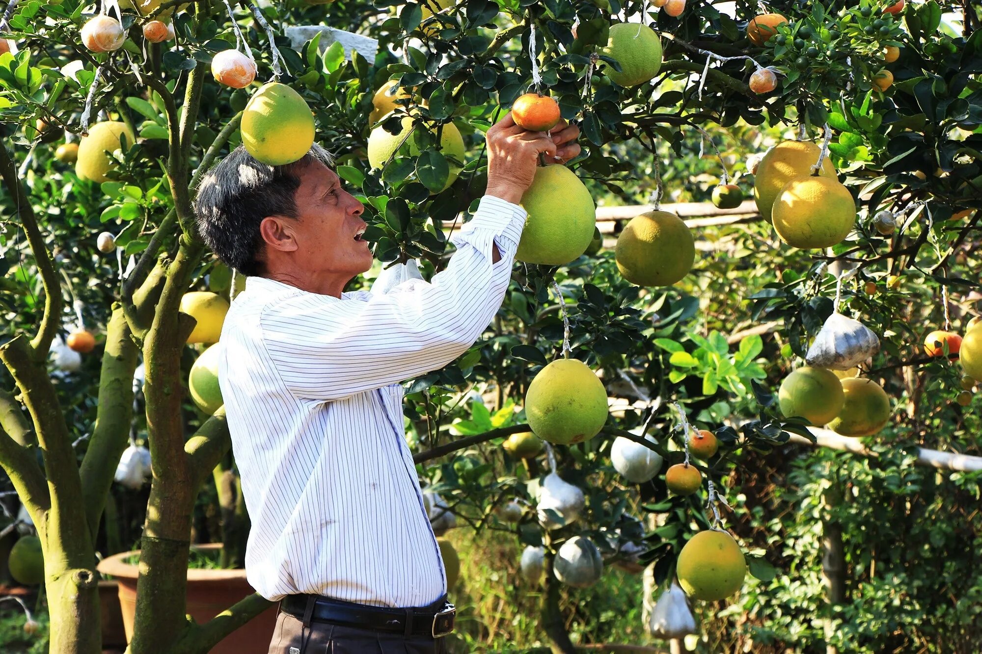 Grow Fruit. Сэм Ван Акен дерево 40 плодовых. Began to grow Fruits. Fruit in Vietnamese.