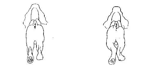 У собаки разъезжаются лапы. Английский кокер спаниель задние лапы. Спаниель на задних лапах. Постав задних конечностей.