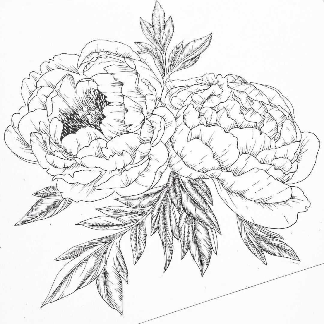 Пионы эскиз. Пионы карандашом. Пионы эскиз карандашом. Пионы раскраска. Пионы карандашом.