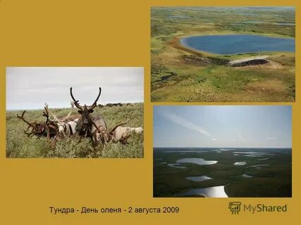 День тундры