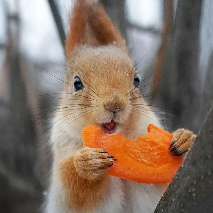 Питание животных. Животные едят. Как часто едят животные. Белка ест клубнику. Белка.