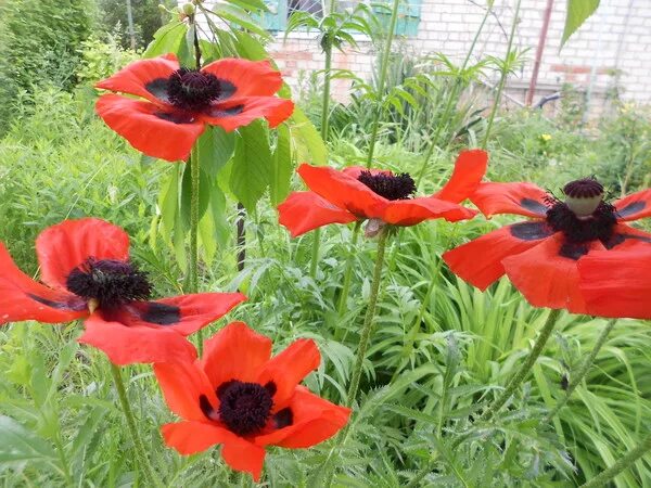 мак папавер рассада. мак огородный. мак декоративный. мак можно выращивать на даче. мак крупноцветковый многолетний.