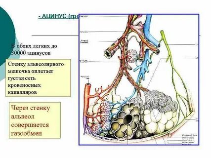 Функциональная единица легкого