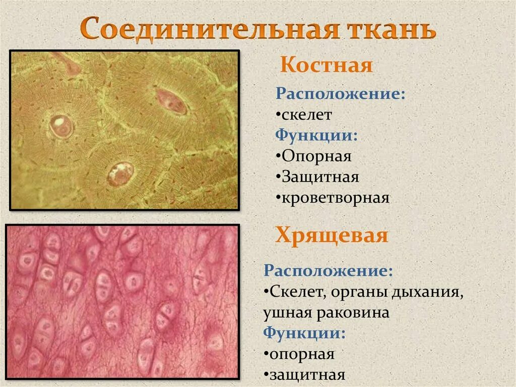 Скелетная костная соединительная ткань функции. Соединительная ткань костная ткань местоположение. Скелетная хрящевая соединительная ткань местонахождение. Местонахождение скелетной соединительной ткани. Хрящевая ткань животного