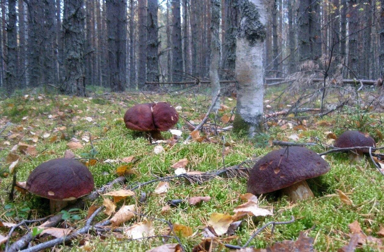 Грибы в озерах. Грибы карельского перешейка. Карелия.Поляна белых грибов. Белые грибы в Карелии. Тихая охота грибы Карелия.