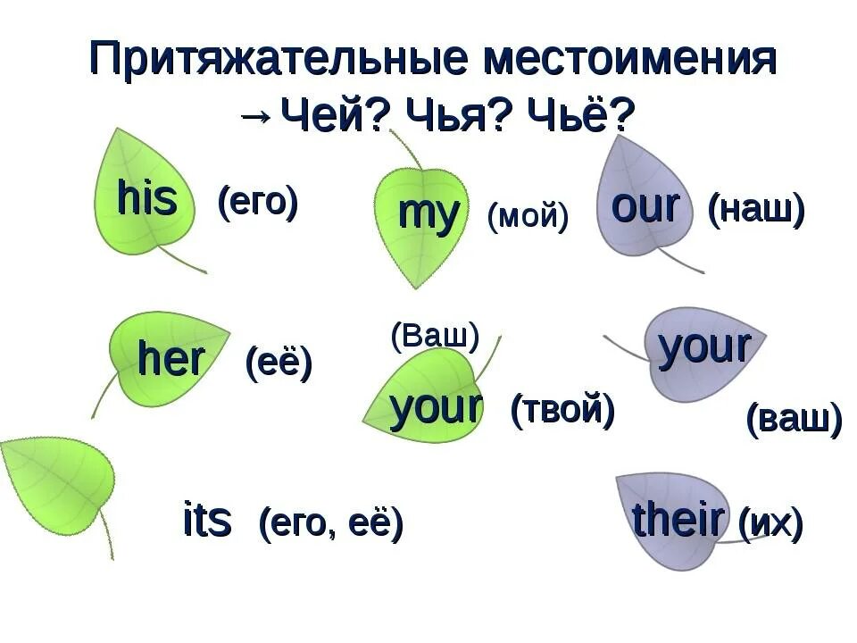 Основное общее на английском. Притяжательные местоимения в английском языке 3 класс. Притяжательные местоимения в английском языке 2 класс. Местоимения в английском языке для детей.