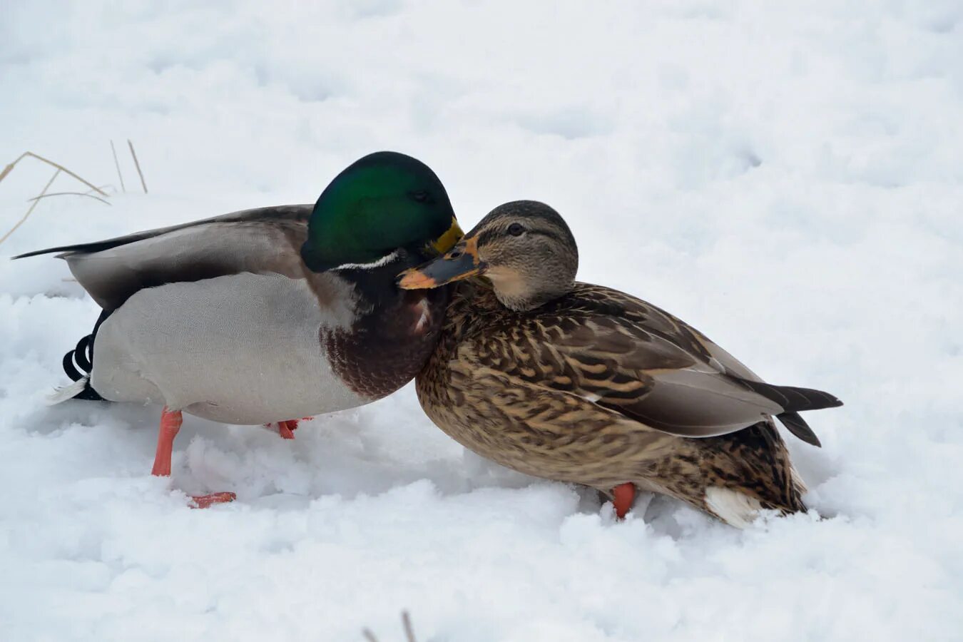 Утки зимой в городе. Селезень кряквы зимой. Утка кряква зимой. Утки зимой на пруду. Кряква утка.