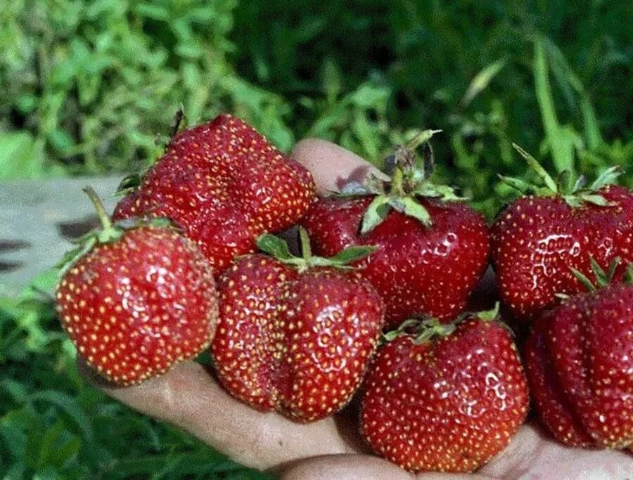 Сорт клубники бордового цвета. Земляника садовая богота. клубника русич. клубника гигантелла. сорт клубники богота.