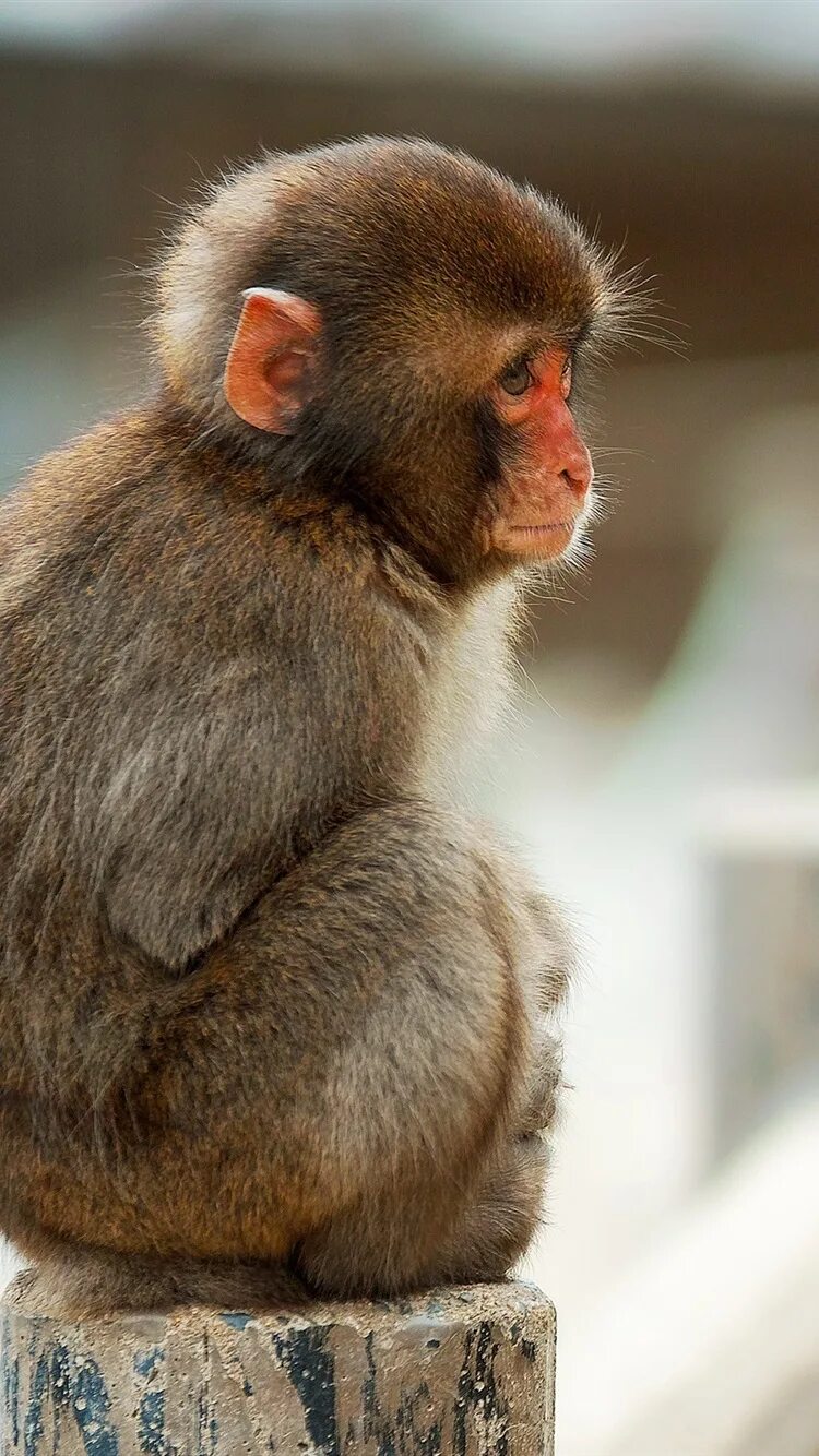 Макаки шимпанзе. Макак Джимми. Обезьяна Джимми порода. Мартышковые обезьяны. Красивая обезьянка.