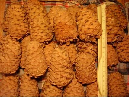 Продам шишку кедровую